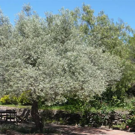 Olivos Apartamento